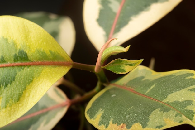 Détails des textures des plantes d'intérieur