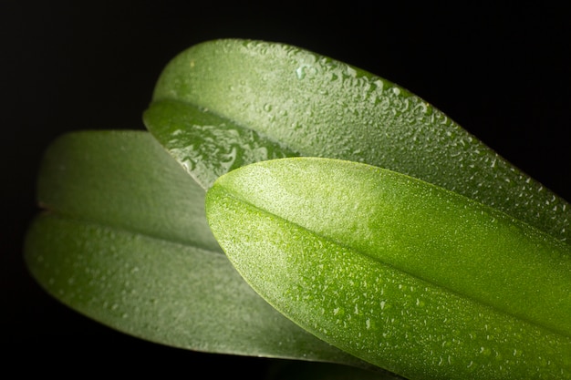 Détails des textures des plantes d'intérieur