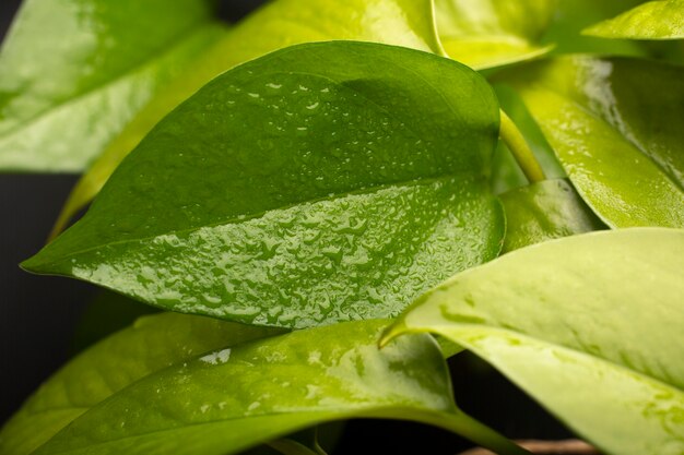 Détails des textures des plantes d'intérieur