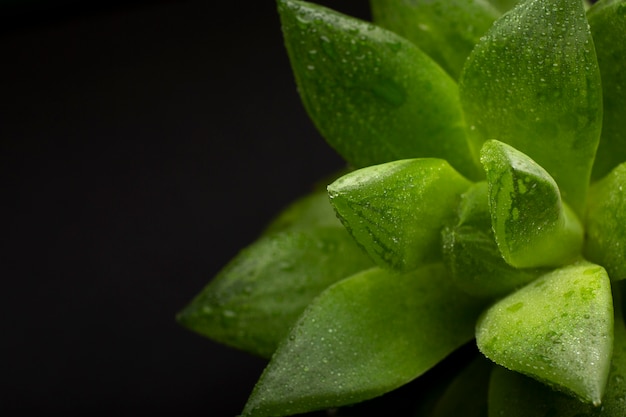 Détails des textures des plantes d'intérieur