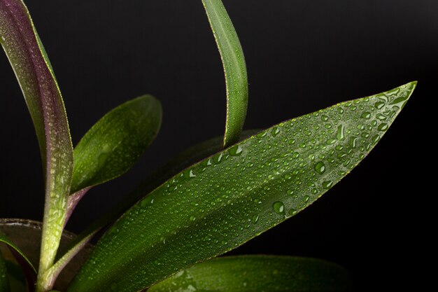 Détails des textures des plantes d'intérieur