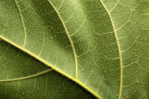 Détails des textures des plantes d'intérieur