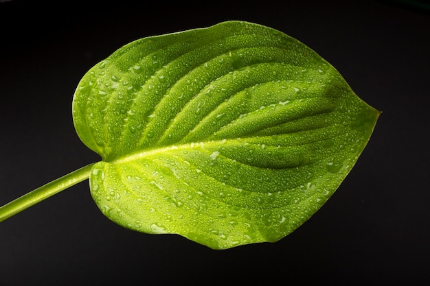 Détails des textures des plantes d'intérieur