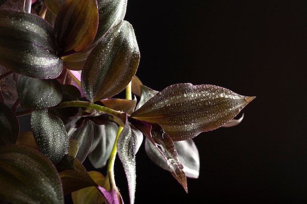 Détails des textures des plantes d'intérieur