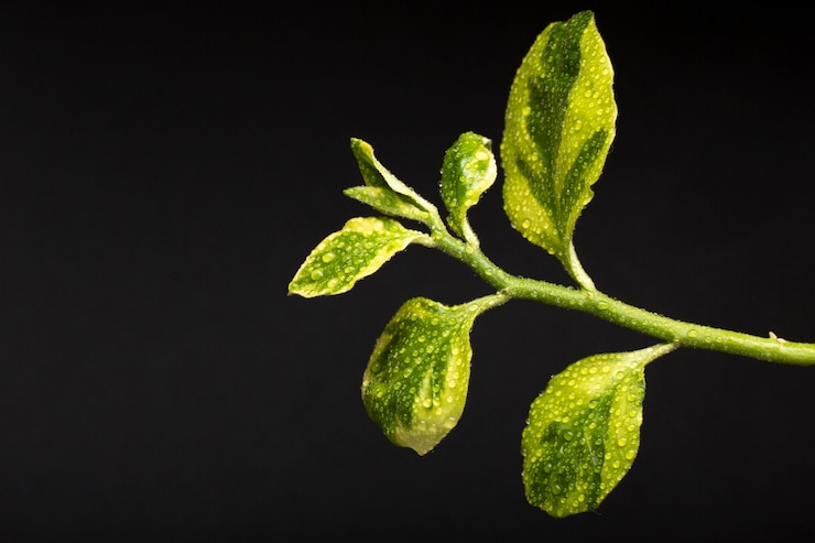 Photo gratuit détails des textures des plantes d'intérieur