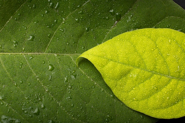 Détails des textures des plantes d'intérieur