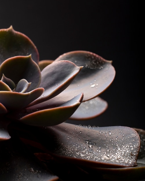 Photo gratuite détails des textures des plantes d'intérieur