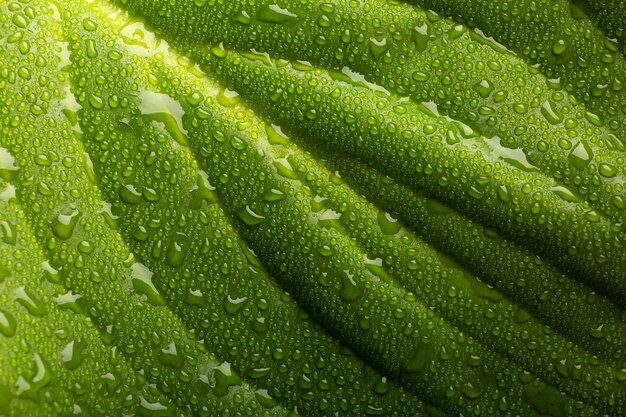 Détails des textures des plantes d'intérieur