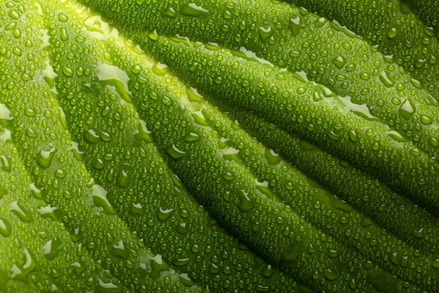 Détails des textures des plantes d'intérieur