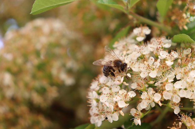 Deux Abeilles Sur Une Fleur