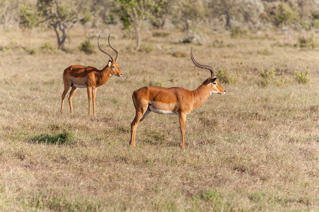 Deux antilopes dans la savane