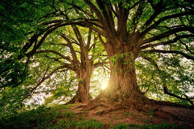 Deux arbres bruns