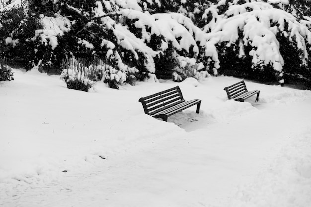 Photo gratuite deux bancs à winter park