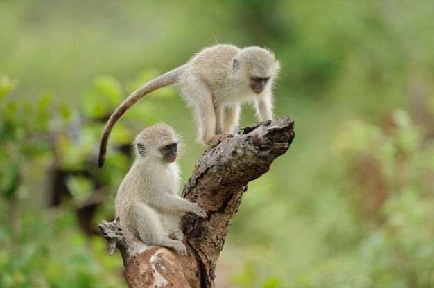 Deux bébés singes mignons jouant sur une bûche de bois