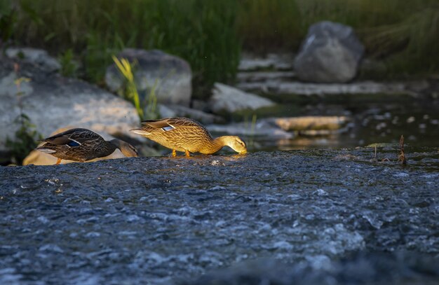 Deux canards à la recherche de nourriture dans l'eau de la rivière