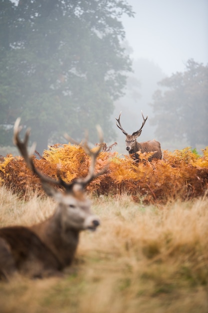 Photo gratuite deux cerfs avec de belles cornes dans la vallée brumeuse