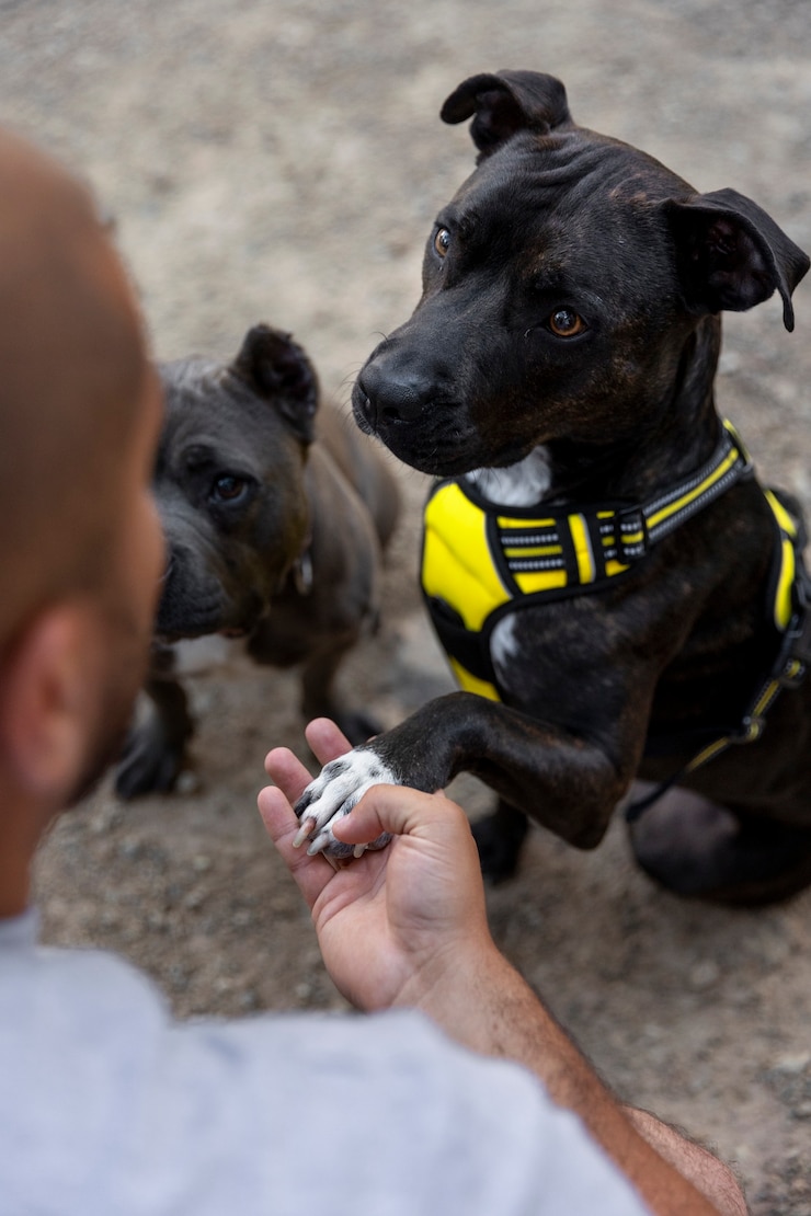 Photo gratuit deux chiens à l'extérieur formés par un entraîneur masculin