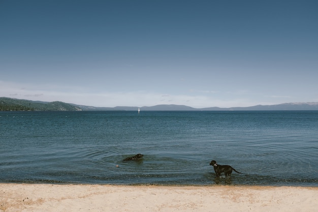 Deux, chiens, plage, rivage, debout, natation, montagne, bleu, ciel