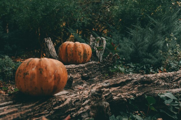 Deux citrouilles sur un tronc d'arbre sur le sol forestier