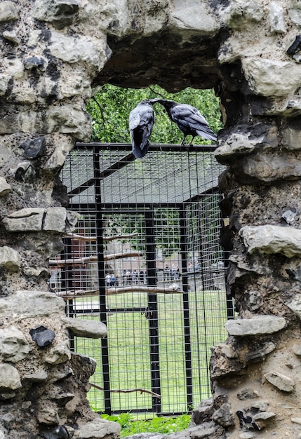 Deux corbeaux s'embrassant sur une cage métallique sous la lumière du soleil pendant la journée