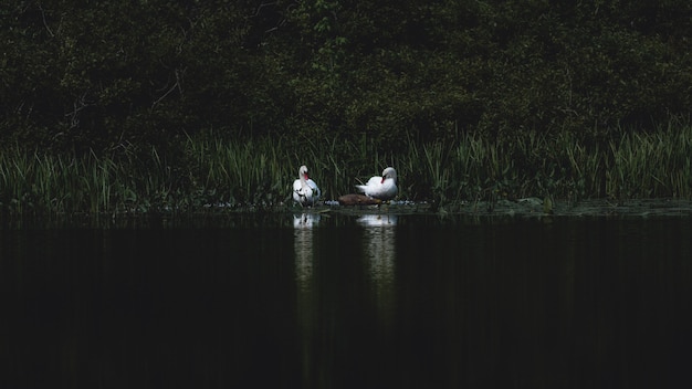 Deux cygnes au bord du lac