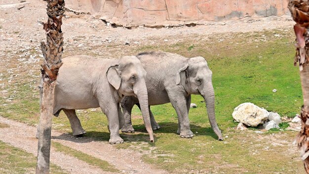 Deux éléphants au zoo