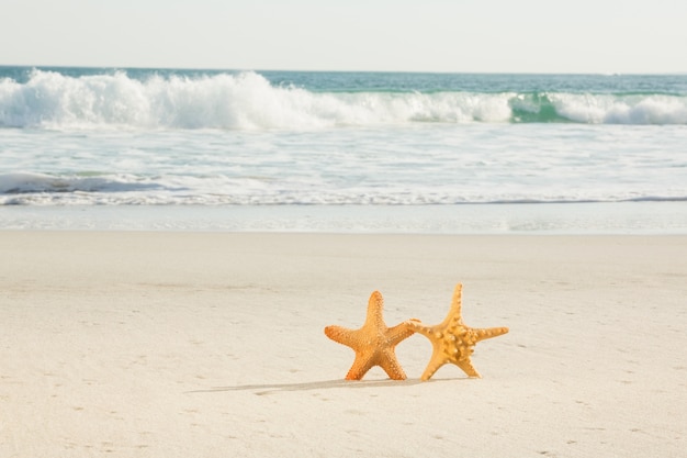 Photo gratuite deux étoiles de mer conservés sur le sable