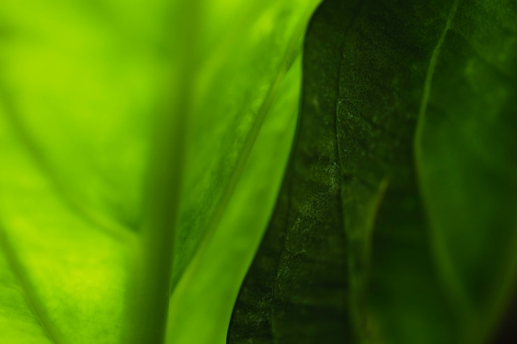 Photo gratuit deux feuilles de contraste