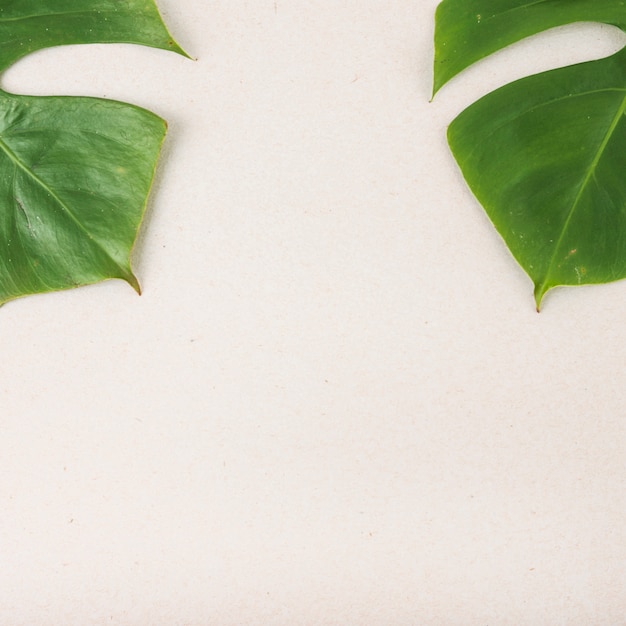 Deux feuilles vertes de Monstera