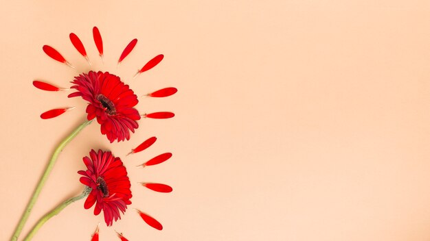 Deux fleurs de gerbera avec des pétales sur table