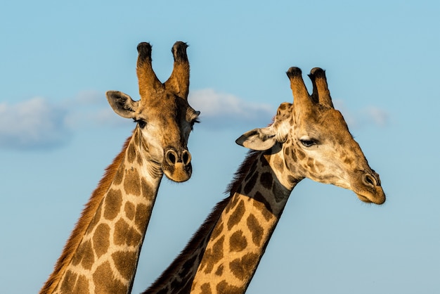 Deux girafes mâles au coucher du soleil à Kruger NP, Afrique du Sud