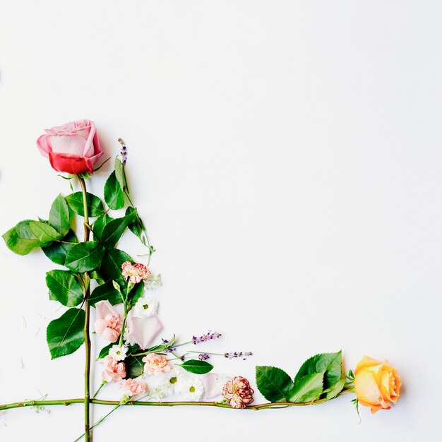 Deux roses fraîches disposées sur fond blanc