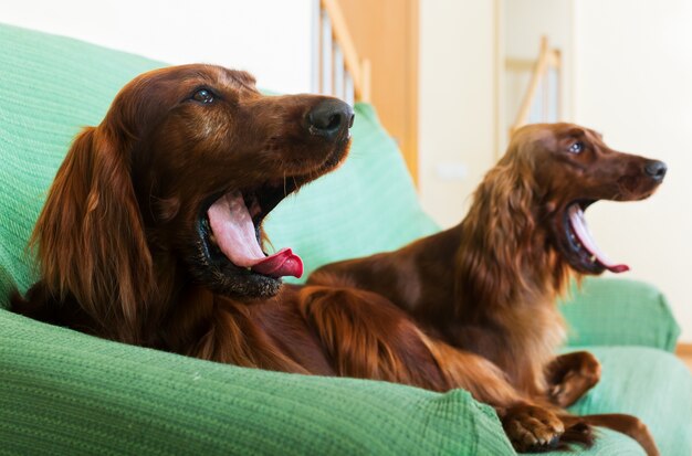 Deux Setters irlandais