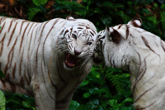 deux tigres blancs rugissant dans la jungle