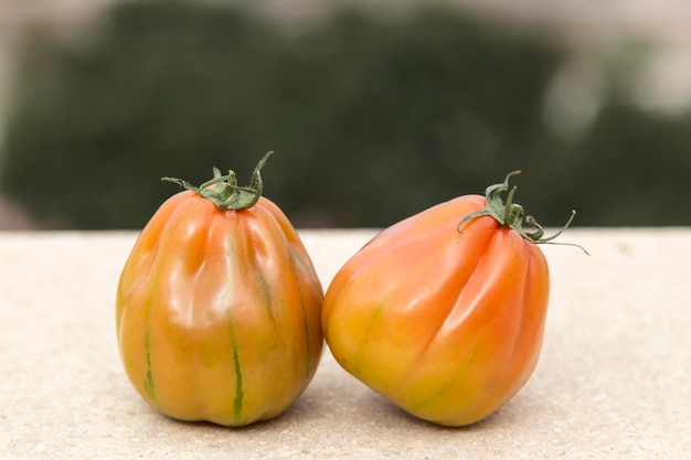 Deux Tomates D'une Variété Rayée Typique De La Tomate Valencienne Photo Premium