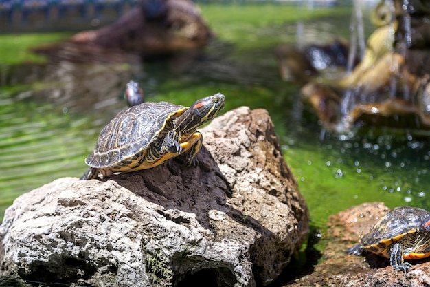 Deux tortues, sur les rochers, éclairées par le soleil