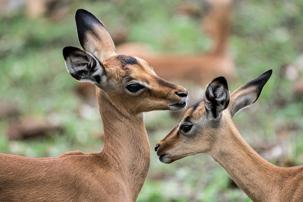 Deux veaux impala nouvellement nés dans le parc national Kruger en Afrique du Sud