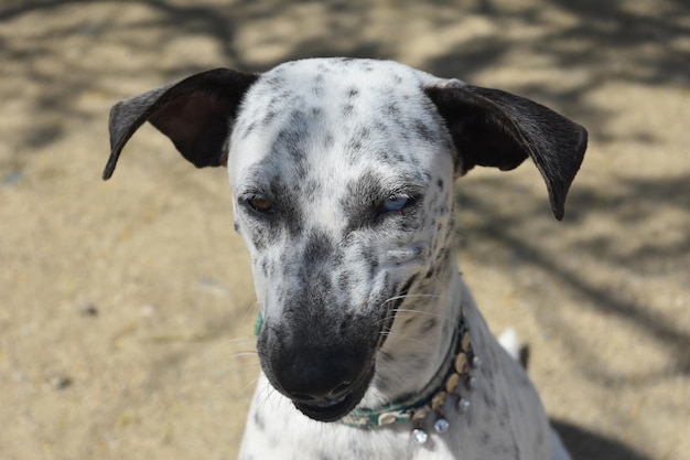 Deux yeux de couleur différente sur le visage d'un chien de l'île