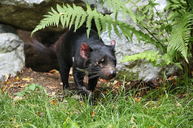 Photo gratuite diable de tasmanie. sarcophilus harrisii