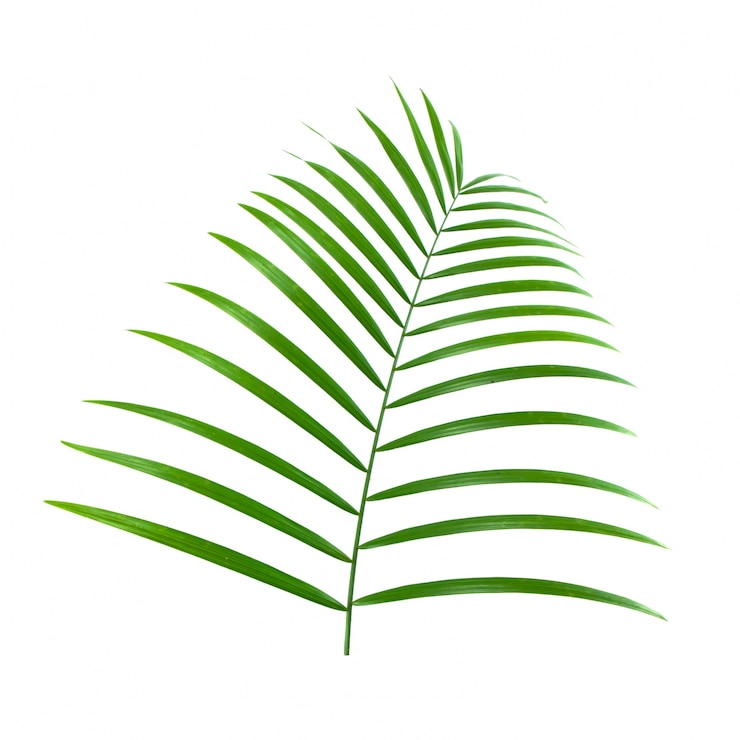 Photo gratuit diagonale de plantes tropicales feuilles de vacances palm