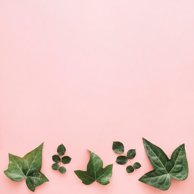 Différentes feuilles tropicales disposées dans une rangée sur fond rose