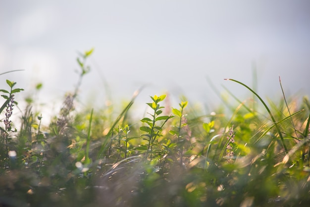 Différentes herbes