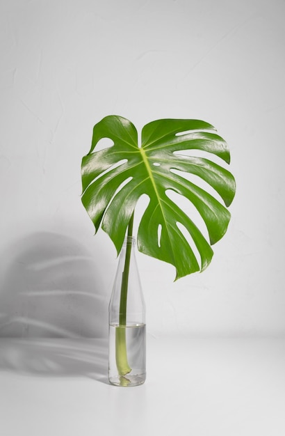 Photo gratuite disposition minimale des feuilles tropicales