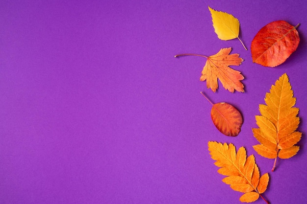 Diverses feuilles d'automne colorées sur fond violet. fond et texture saisonniers. vue de dessus, mise à plat, espace de copie