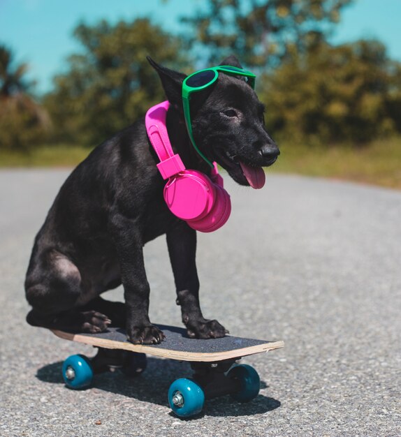 Dog Friend Cute Canine Souriant