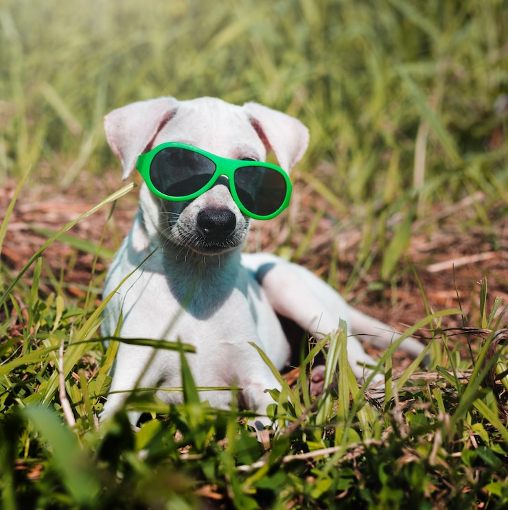Photo gratuit dog friend cute canine souriant