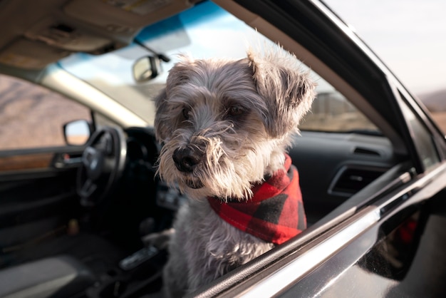 Dog sitting par camp d'hiver