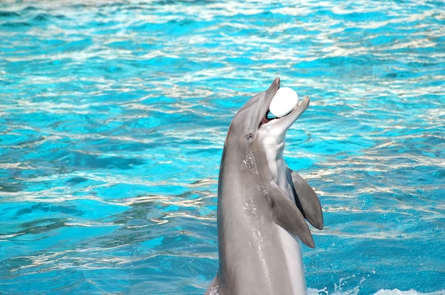 Photo gratuite dolphin avec une balle