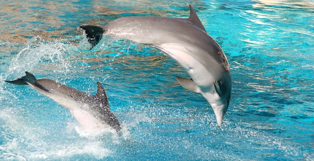 Dolphin jumping