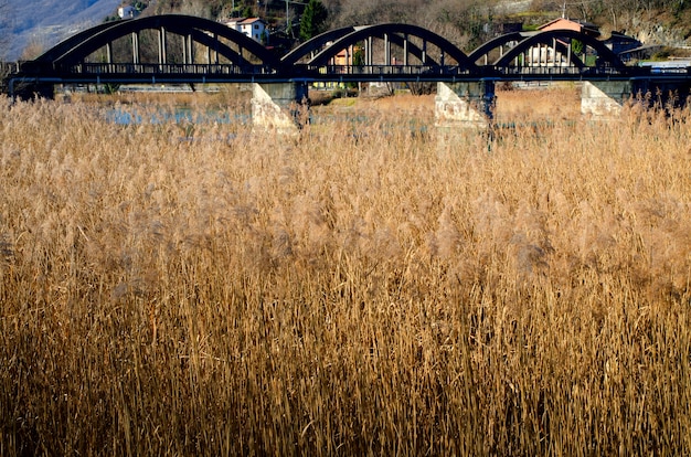 Photo gratuite domaine de l'herbe de la pampa et un pont dans le piémont, italie